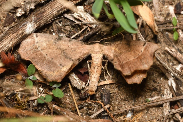 Artiora evonymaria - kecskerágó-araszoló Artiora evonymaria - kecskerágó-araszoló