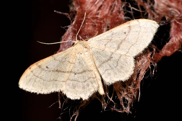 Idaea aversata - nagy sávosaraszoló Idaea aversata - nagy sávosaraszoló