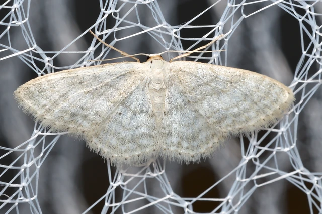 Idaea subsericeata - ötvonalas apróaraszoló Idaea subsericeata - ötvonalas apróaraszoló