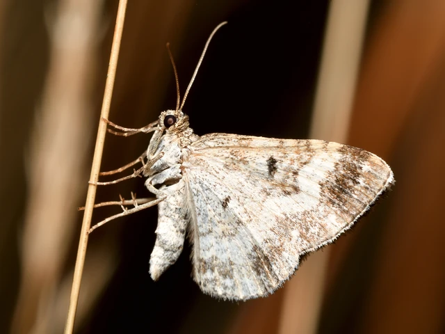 Epirrhoe alternata - galaj-tarkaaraszoló Epirrhoe alternata - galaj-tarkaaraszoló