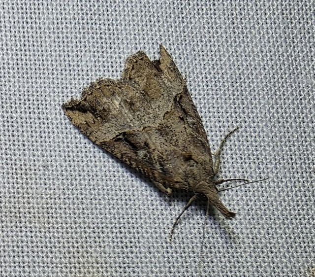 Hypena rostralis - közönséges karcsúbagoly