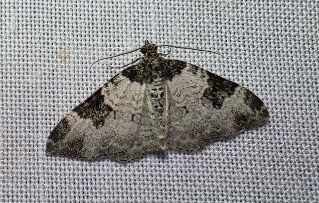 Xanthorhoe fluctuata - közönséges tarkaaraszoló Xanthorhoe fluctuata - közönséges tarkaaraszoló
