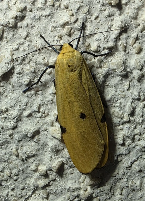 Lithosia quadra - négypettyes zuzmószövő