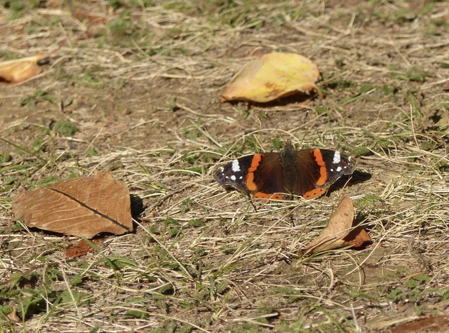 Vanessa atalanta - atalantalepke