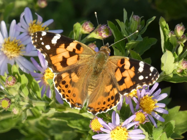 Vanessa cardui - bogáncslepke