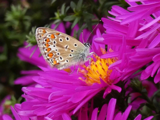 Polyommatus icarus - közönséges boglárka Polyommatus icarus - közönséges boglárka