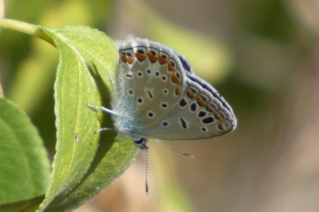 Polyommatus icarus - közönséges boglárka Polyommatus icarus - közönséges boglárka
