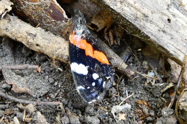 Vanessa atalanta - atalantalepke