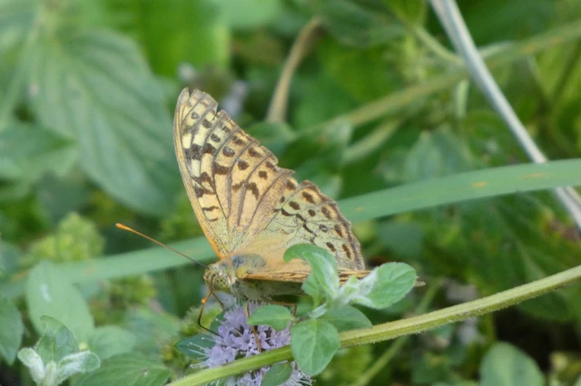 Argynnis pandora - zöldes gyöngyházlepke