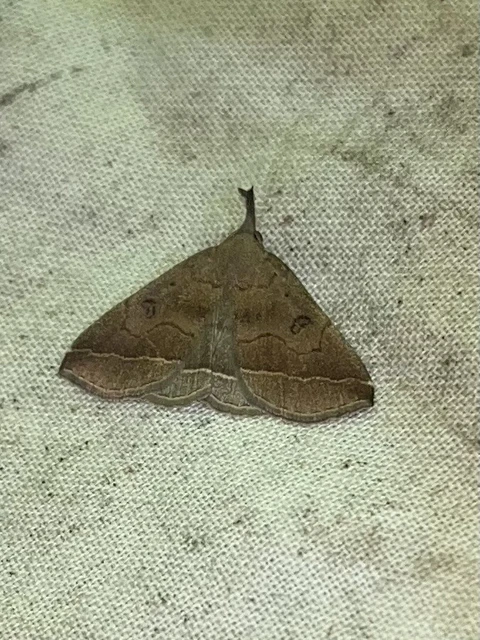 Pechipogo plumigeralis - tollascsápú karcsúbagoly