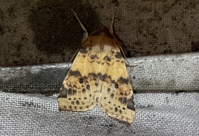 Cirrhia ocellaris - fakó sárgabagoly