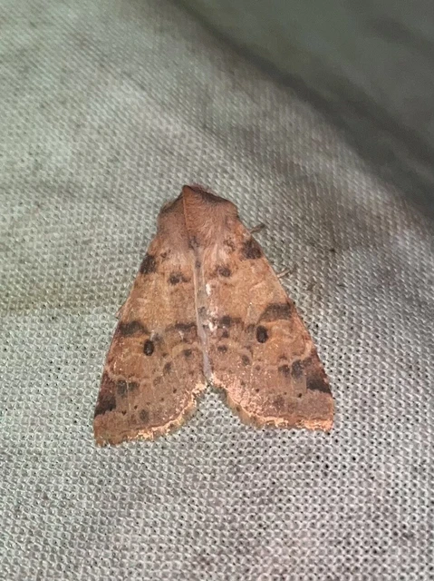 Cirrhia ocellaris - fakó sárgabagoly