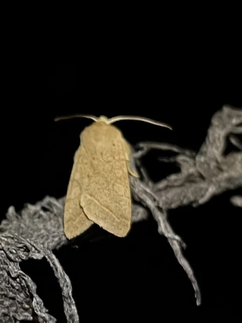 Leptologia macilenta - gyertyán-őszibagoly
