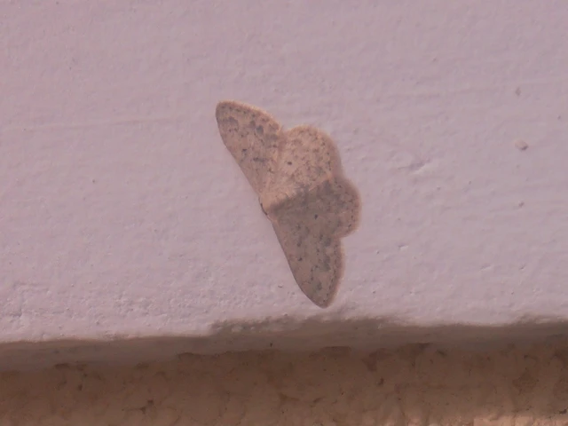 Scopula marginepunctata - pettyes sávosaraszoló Scopula marginepunctata - pettyes sávosaraszoló