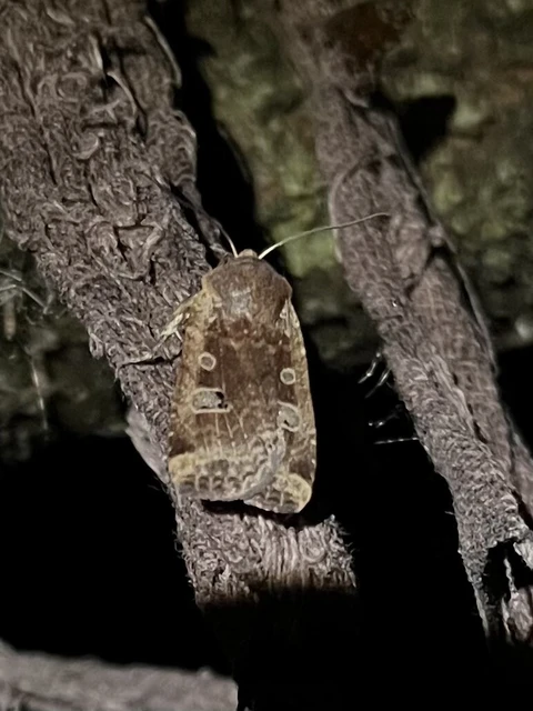 Conistra erythrocephala - vörösfejű őszibagoly