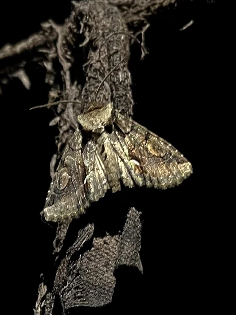 Allophyes oxyacanthae - galagonyabagoly