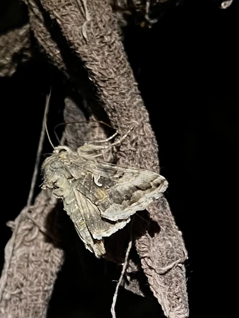 Autographa gamma - gammalepke