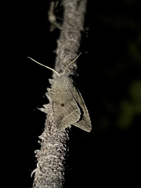 Leptologia lota - kecskefűz-őszibagoly